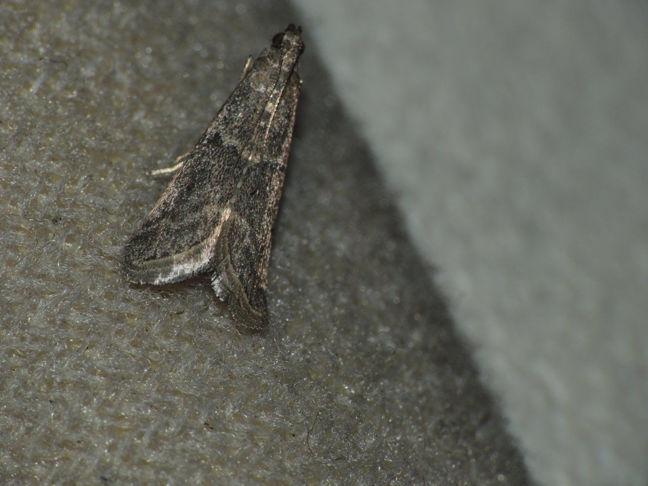 cfr Ephestia parasitella